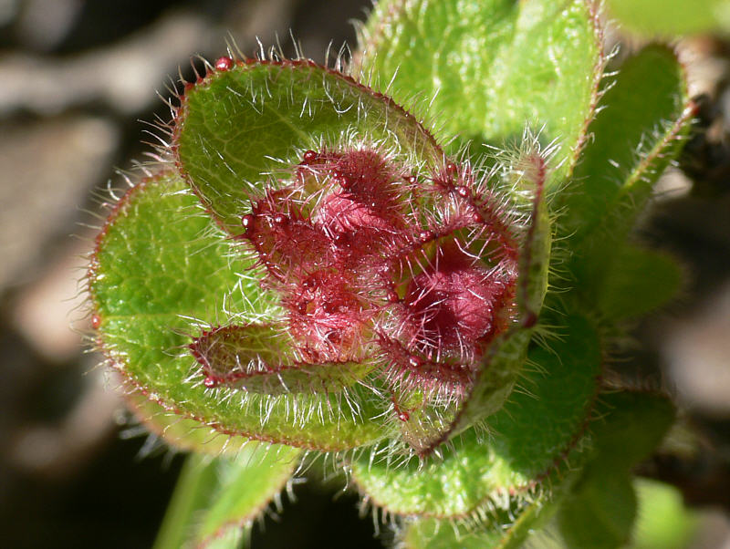 Image of Rhododendron camtschaticum specimen.