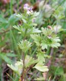 Euphrasia brevipila. Верхушка цветущего растения. Кольский п-ов, Восточный Мурман, Дальние Зеленцы, берег губы Ярнышная. 31.08.2009.