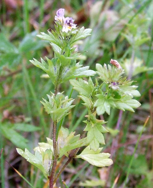 Изображение особи Euphrasia brevipila.