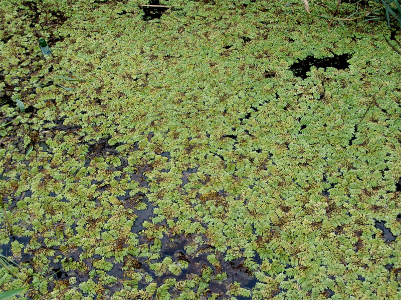 Image of Salvinia natans specimen.