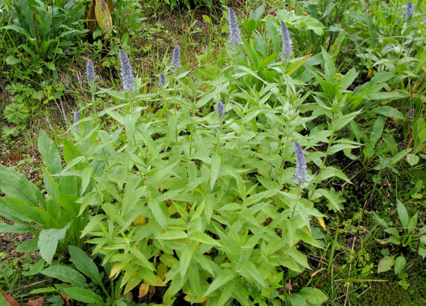 Image of Veronica sajanensis specimen.