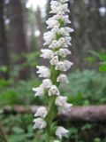 Goodyera repens