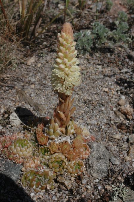 Image of Orostachys spinosa specimen.
