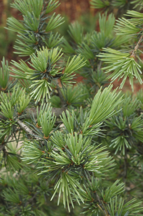 Изображение особи Cedrus deodara.