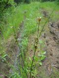 Juncus leucochlamys. Верхушка цветущего растения. Республика Бурятия, Баунтовский эвенкийский р-н, окр. пос. Северный, дорожный путь на берегу р. Има. 01.07.2013.