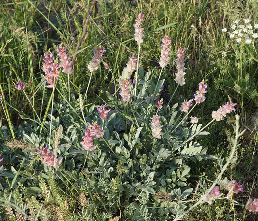 Изображение особи Astragalus schrenkianus.