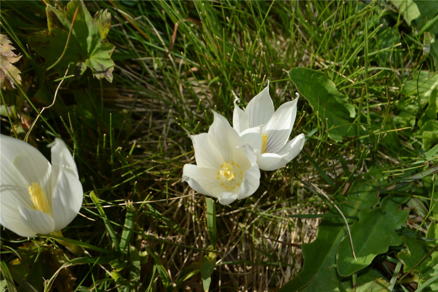 Image of Crocus vallicola specimen.