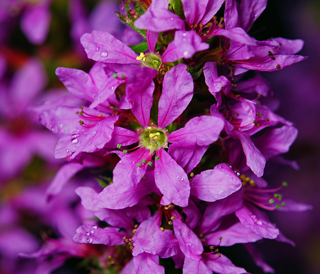 Image of Lythrum salicaria specimen.