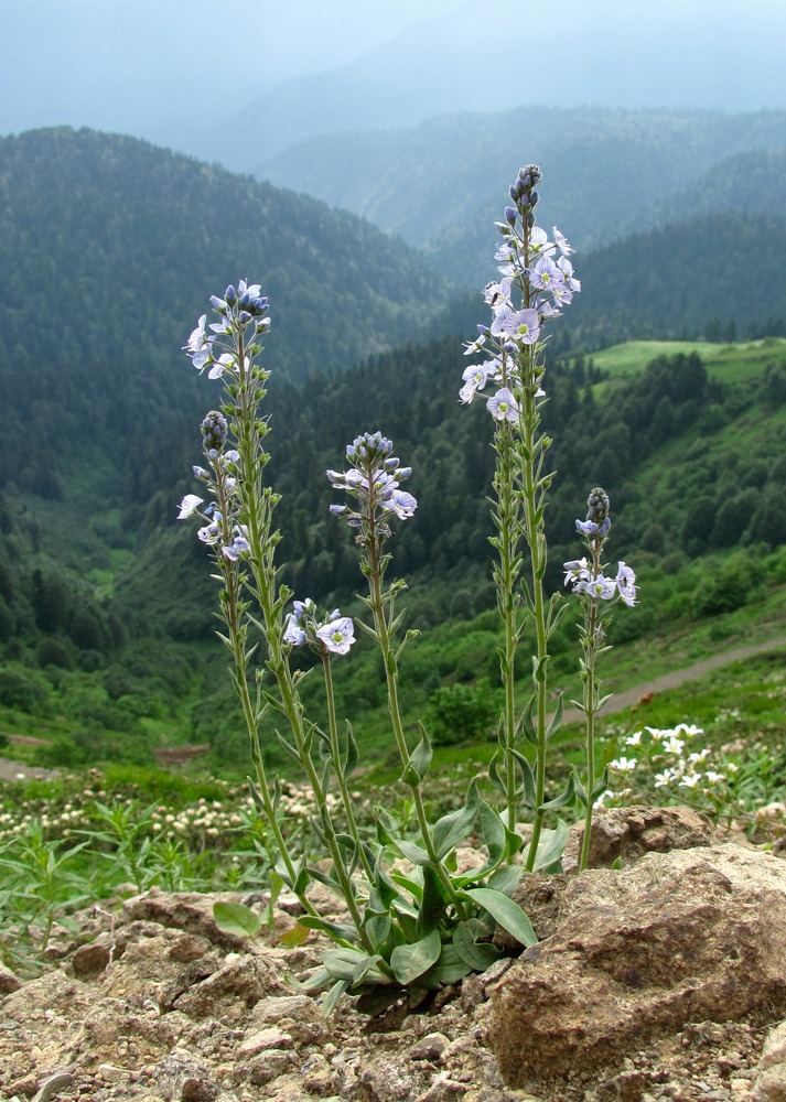 Image of Veronica gentianoides specimen.