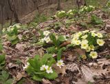 Primula vulgaris. Цветущие растения. Краснодарский край, м/о г. Новороссийск, гора Рябкова, дубово-грабовый лес. 27.03.2015.