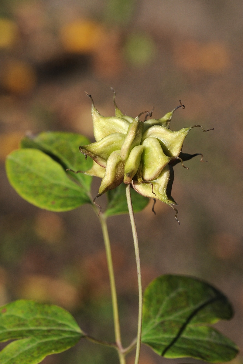 Image of Clematis viticella specimen.