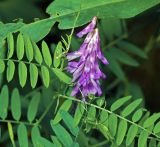 Vicia cracca. Соцветие. Московская обл., Раменский р-н, окр. ж.-д. платформы Хрипань, просека под ЛЭП. 26.06.2015.