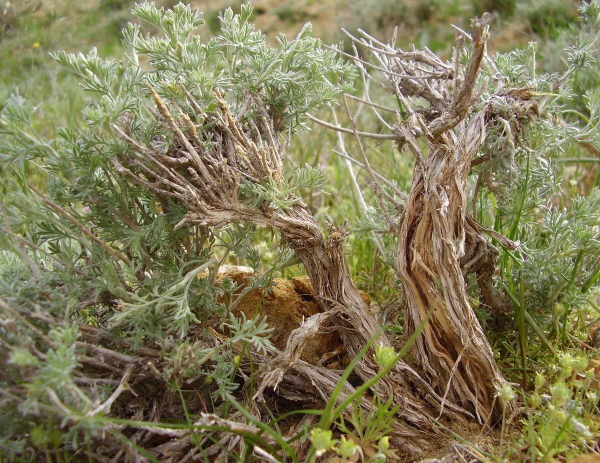 Изображение особи род Artemisia.