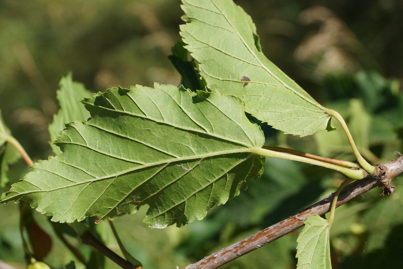 Изображение особи Acer tataricum.