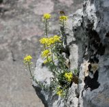 Alyssum montanum. Цветущее растение. Словения, между дер. Sočerga и Dvori, на выходе известняковой скалы близ вершины горы. 09.05.2014.