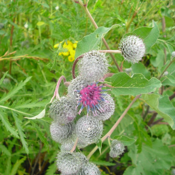 Изображение особи Arctium tomentosum.