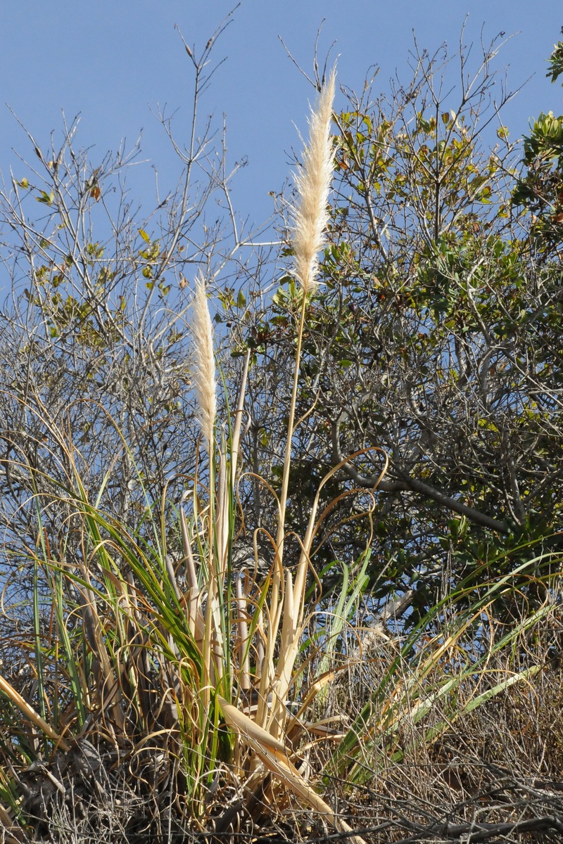 Изображение особи Cortaderia jubata.