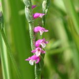 Spiranthes australis. Часть соцветия. Иркутская обл., Иркутский р-н, окр. пос. Боково. 03.07.2014.