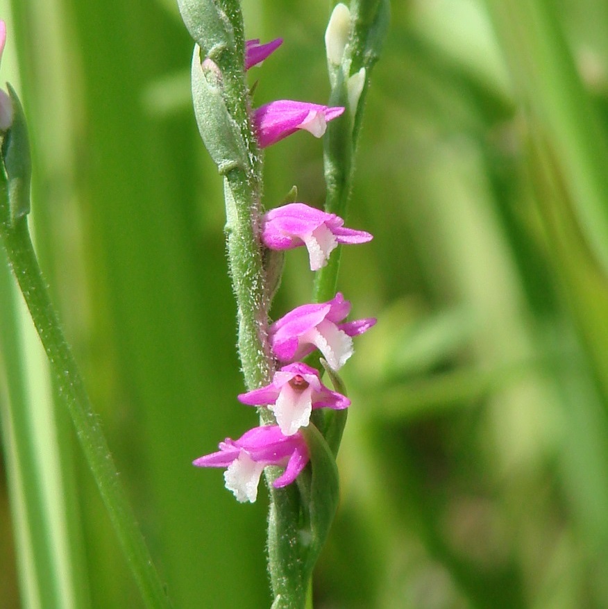 Изображение особи Spiranthes australis.