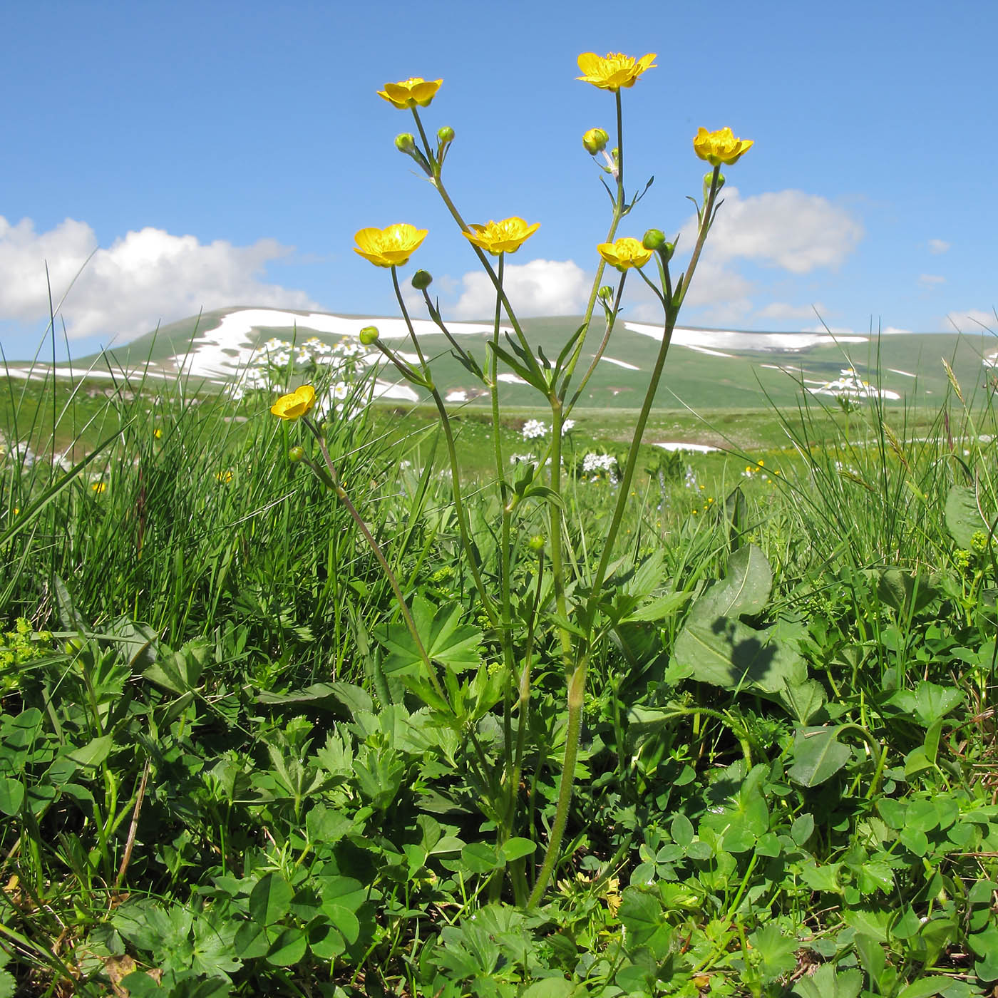 Изображение особи Ranunculus caucasicus.