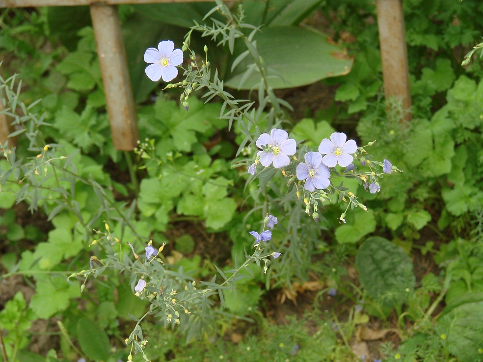 Изображение особи Linum baicalense.