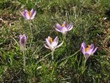 Crocus vernus