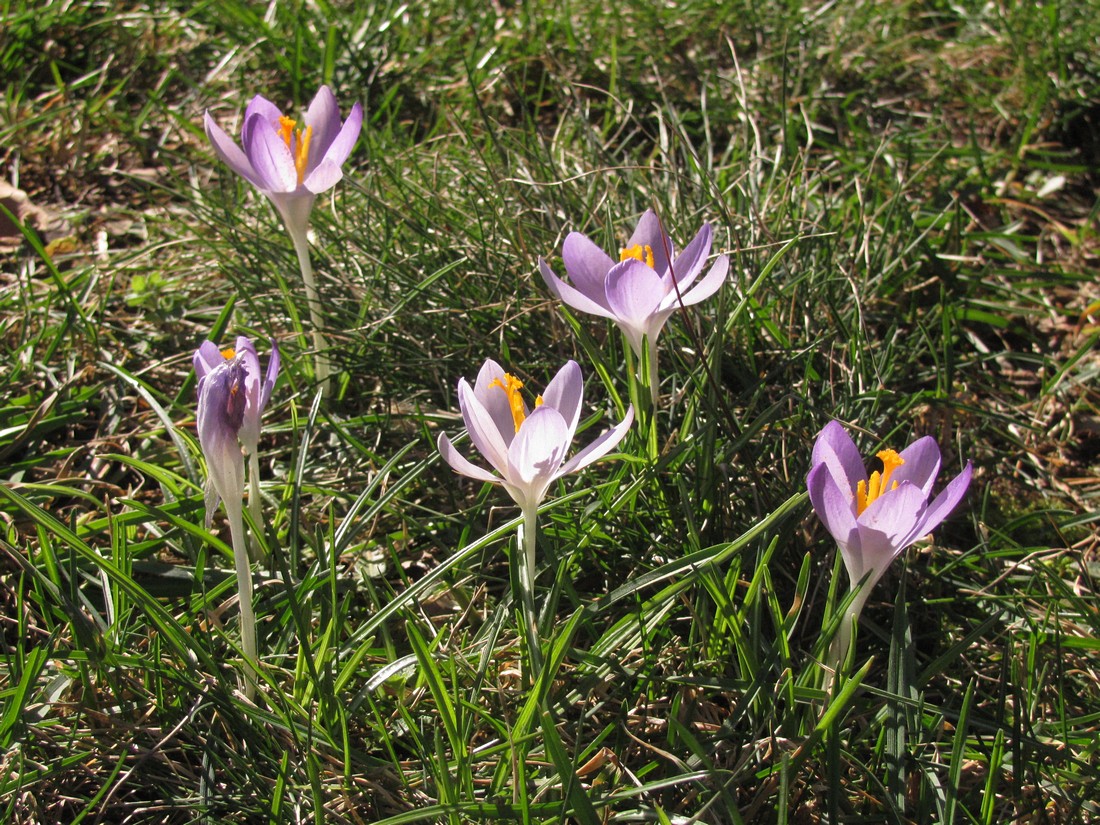 Изображение особи Crocus vernus.