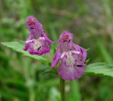 Galeopsis ladanum. Цветки с ползающими трипсами. Архангельская обл., Вельский р-н, окр. г. Вельск, близ ж. д. 01.08.2013.