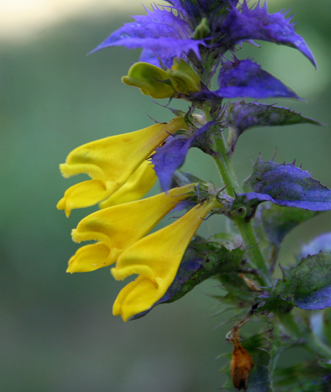 Image of Melampyrum nemorosum specimen.