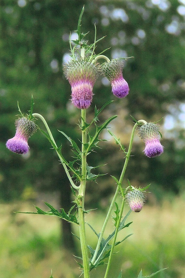 Изображение особи Cirsium pendulum.