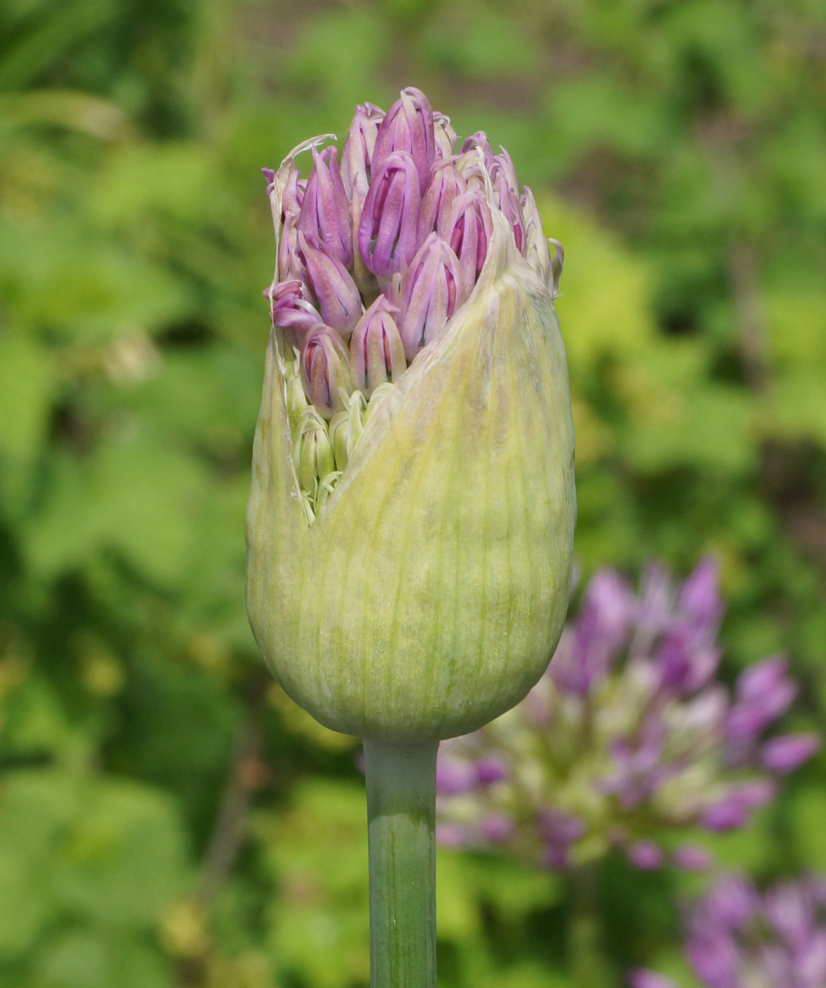 Изображение особи Allium rosenorum.