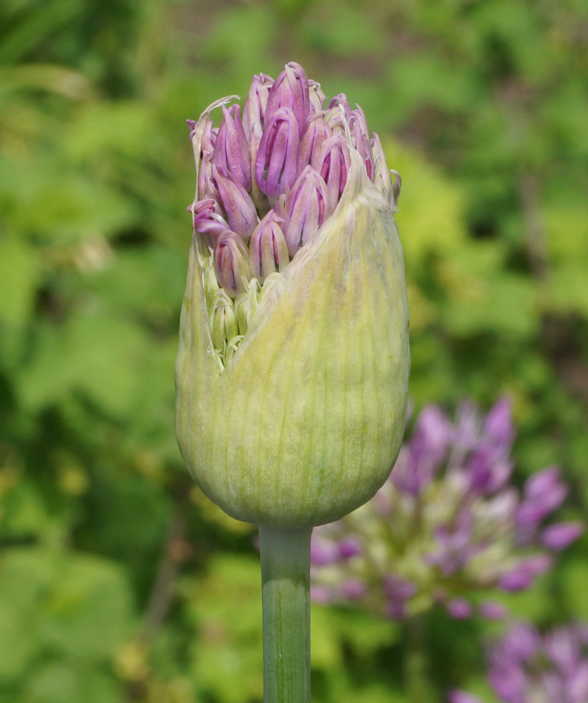 Image of Allium rosenorum specimen.