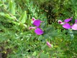 Polygala dalmaisiana