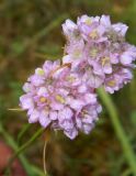 Armeria vulgaris