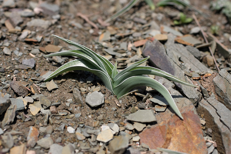 Image of Juno willmottiana specimen.