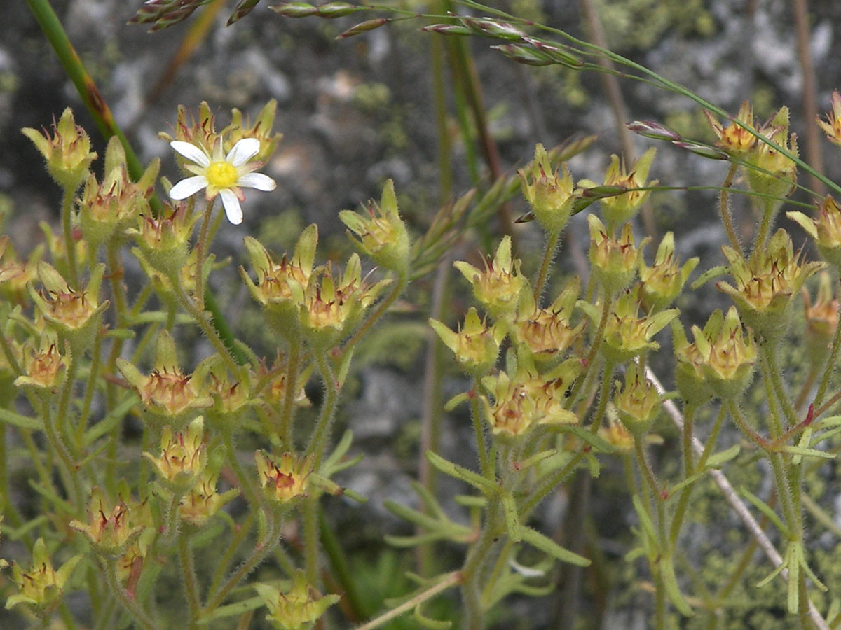 Изображение особи Saxifraga moschata.