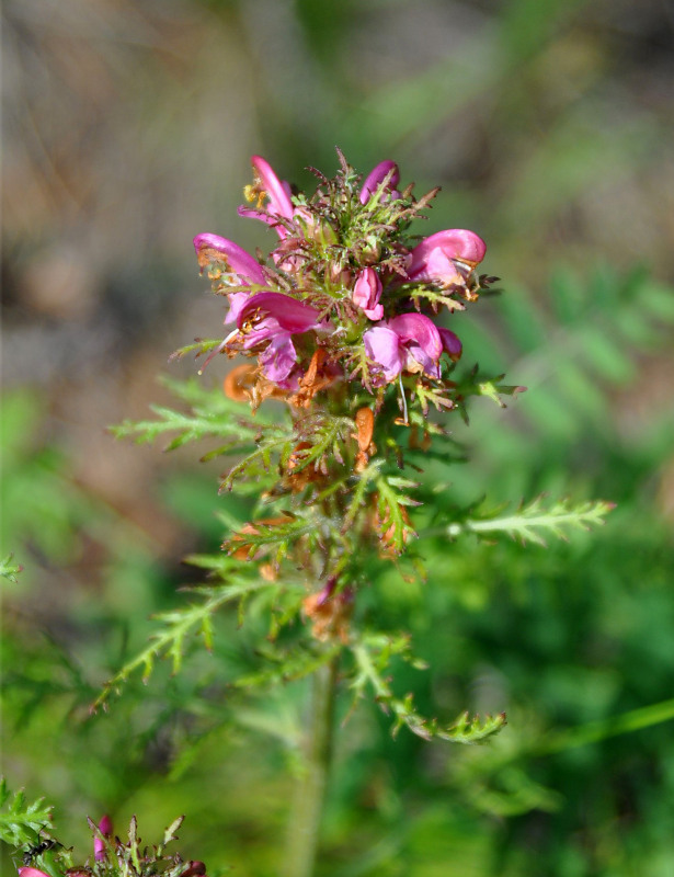 Изображение особи Pedicularis rubens.