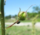 Verbascum blattaria. Часть генеративного побега с незрелым плодом и жуком-долгоносиком. Абхазия, Гагрский р-н, окр. г. Пицунда, луг у дороги. 11.06.2012.