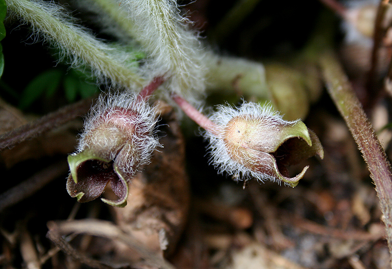 Изображение особи Asarum europaeum.