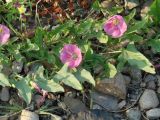 Convolvulus arvensis