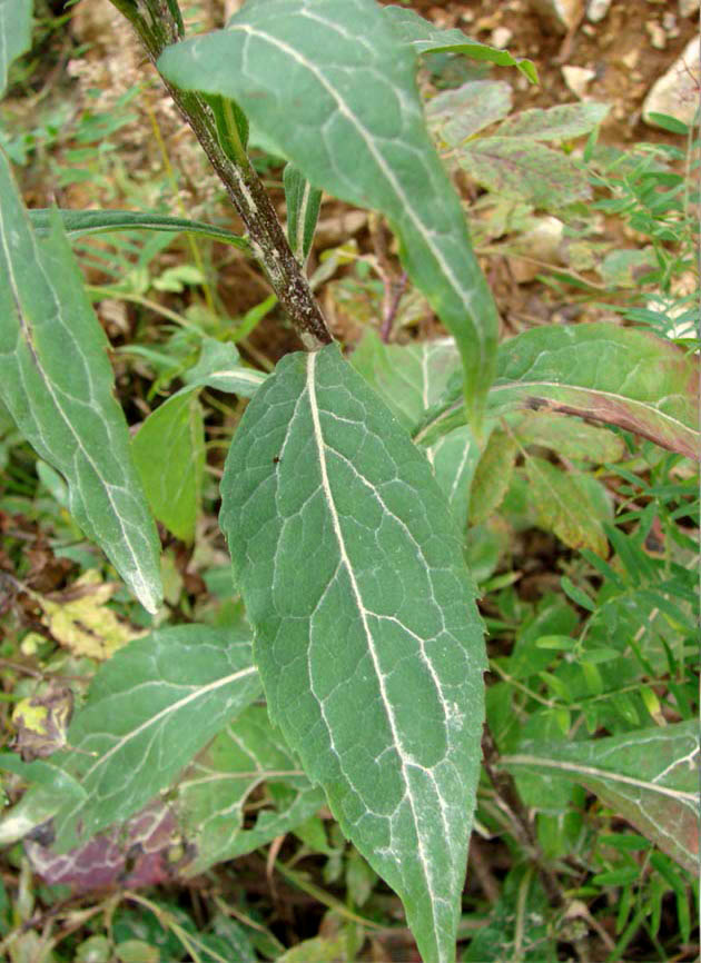 Image of Solidago virgaurea ssp. dahurica specimen.