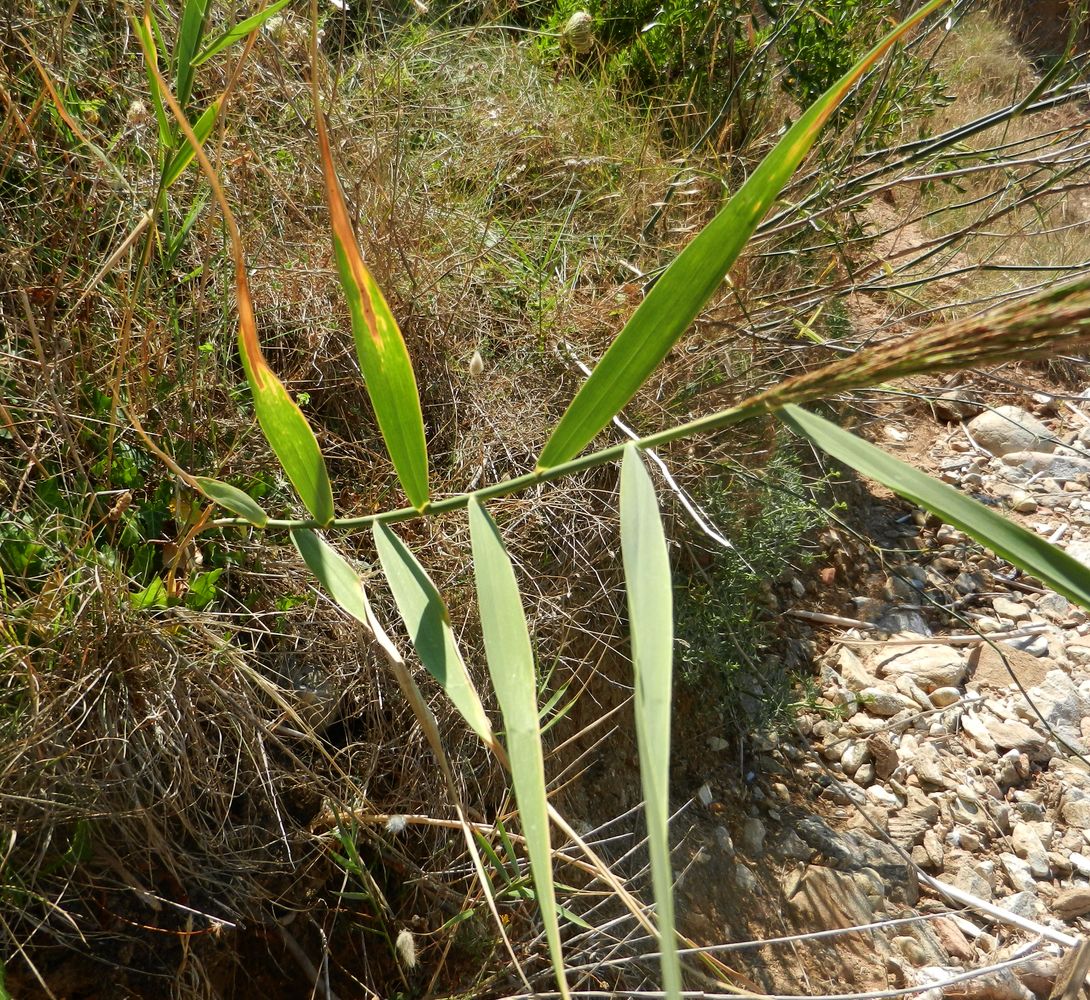 Изображение особи Arundo donax.