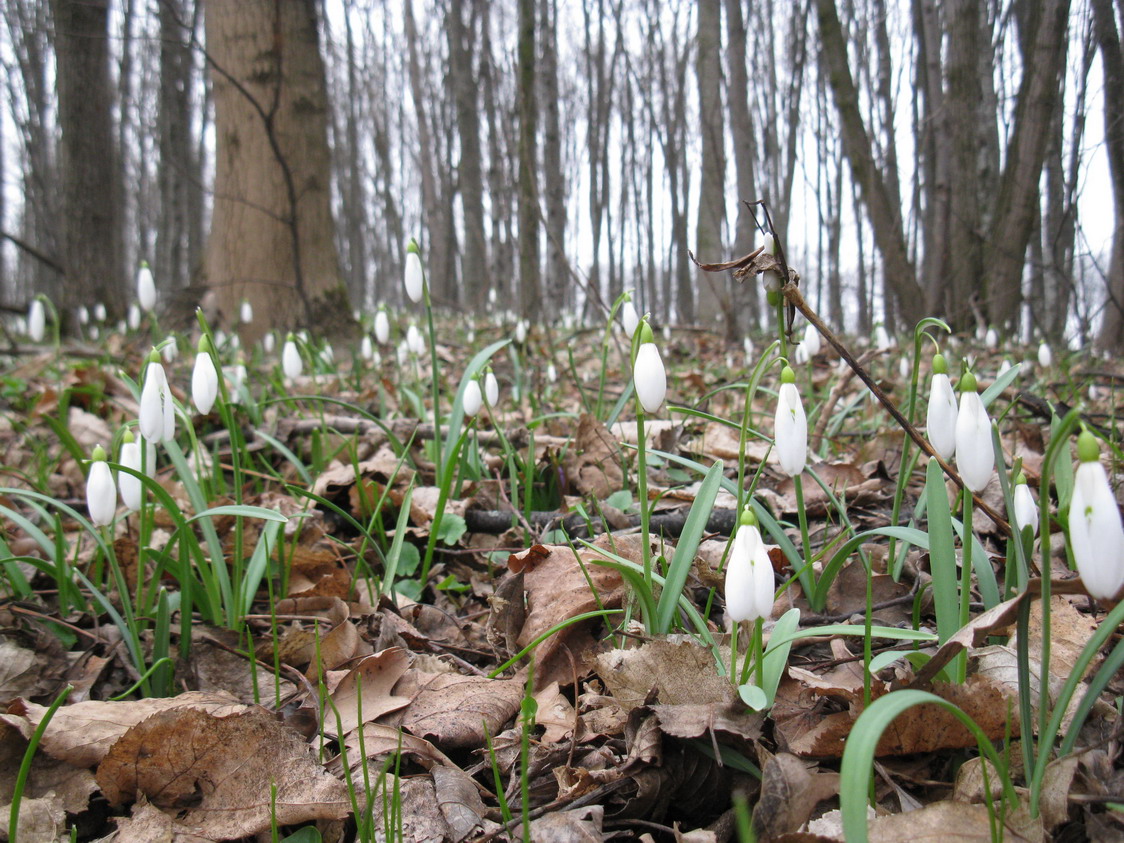 Image of Galanthus nivalis specimen.