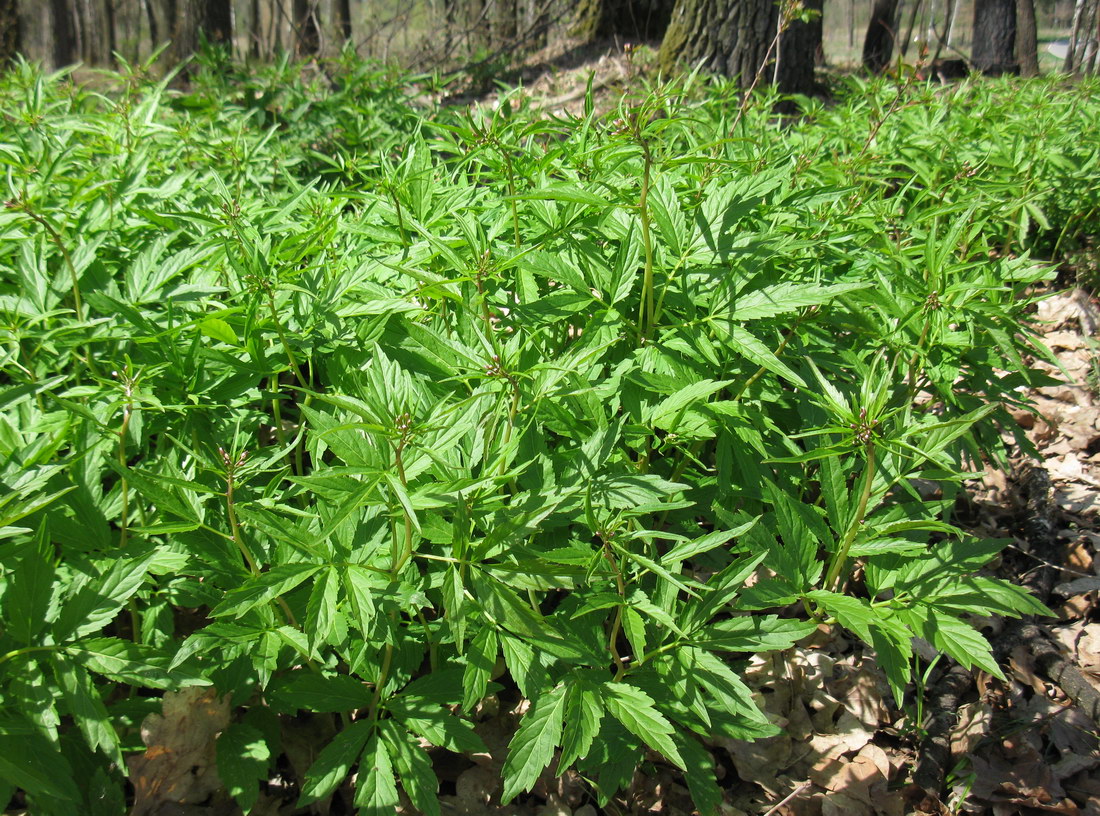 Image of Cardamine bulbifera specimen.