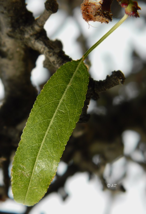 Image of Amygdalus communis specimen.