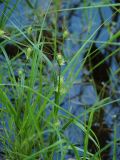 Carex hirta