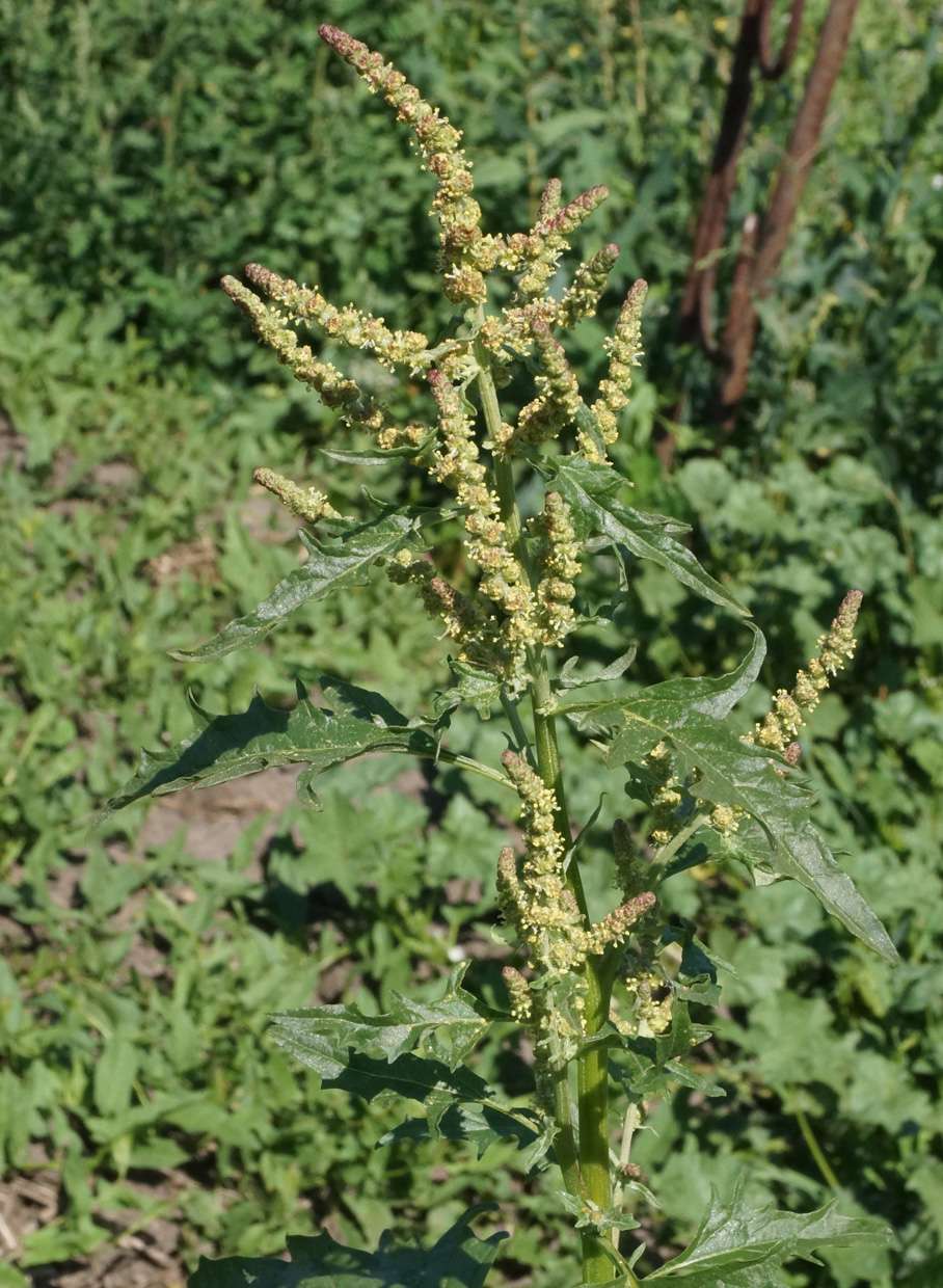 Image of Atriplex tatarica specimen.