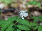 Anemone altaica