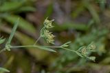 Bupleurum semicompositum