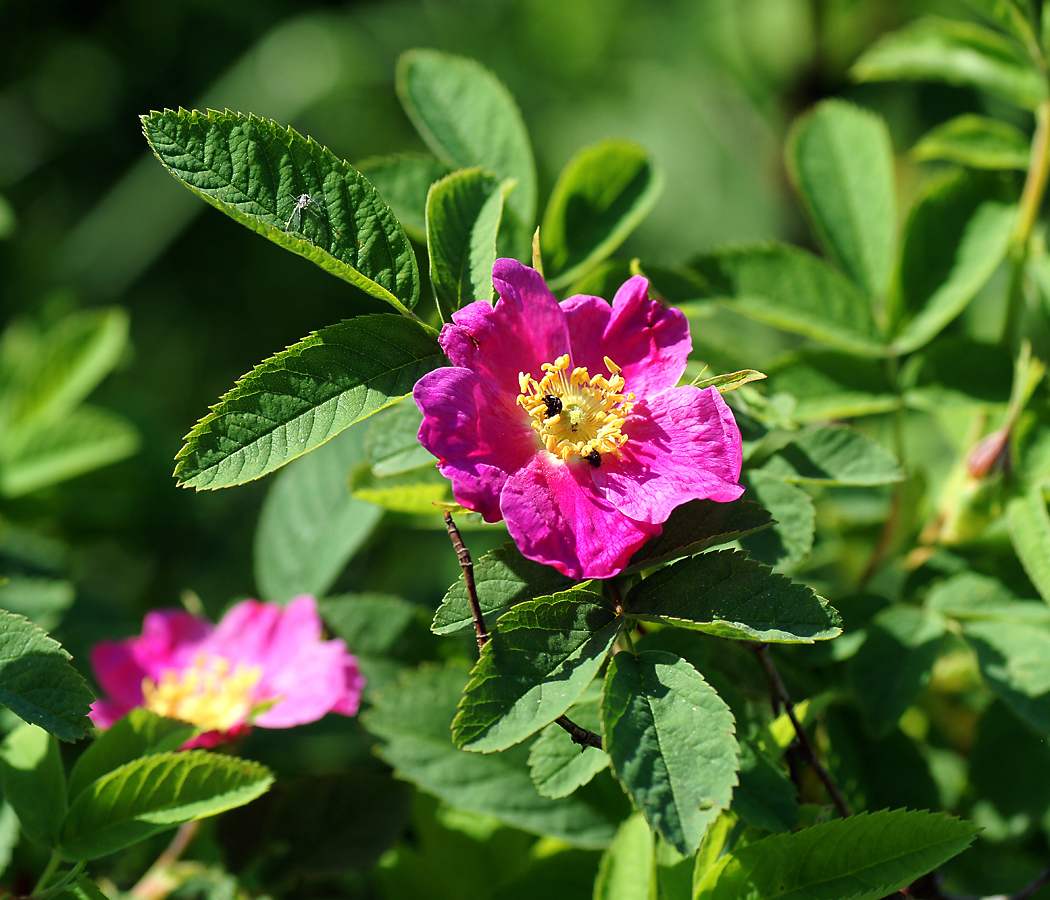 Image of Rosa cinnamomea specimen.